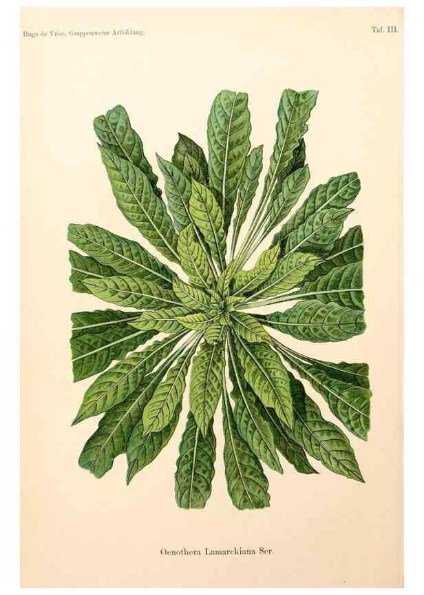 Reproducción/Reproduction 7164909750: Gruppenweise artbildung unter spezieller berücksichtigung der gattung Oenothera,. Berlin,Gebrüder Borntraeger,1913.