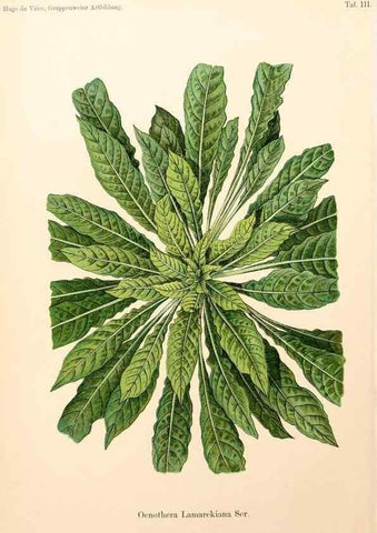 Reproducción/Reproduction 7164909750: Gruppenweise artbildung unter spezieller berücksichtigung der gattung Oenothera,. Berlin,Gebrüder Borntraeger,1913.