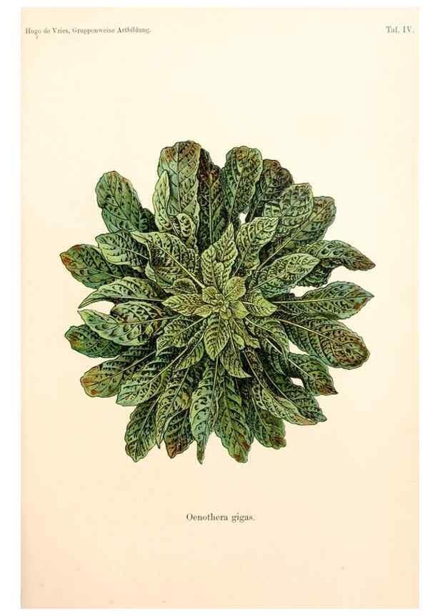 Reproducción/Reproduction 7164910868: Gruppenweise artbildung unter spezieller berücksichtigung der gattung Oenothera,. Berlin,Gebrüder Borntraeger,1913.