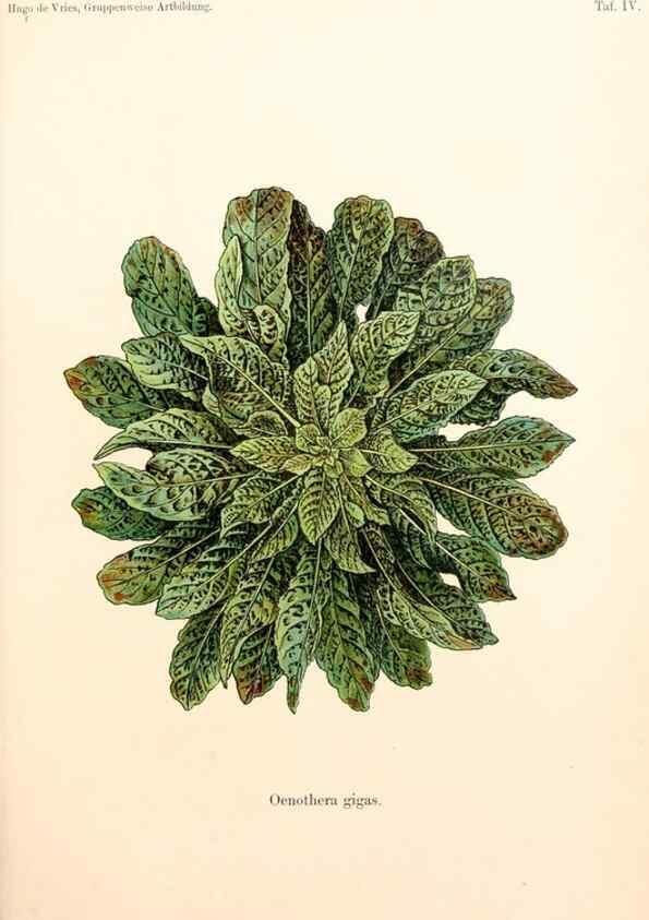 Reproducción/Reproduction 7164910868: Gruppenweise artbildung unter spezieller berücksichtigung der gattung Oenothera,. Berlin,Gebrüder Borntraeger,1913.