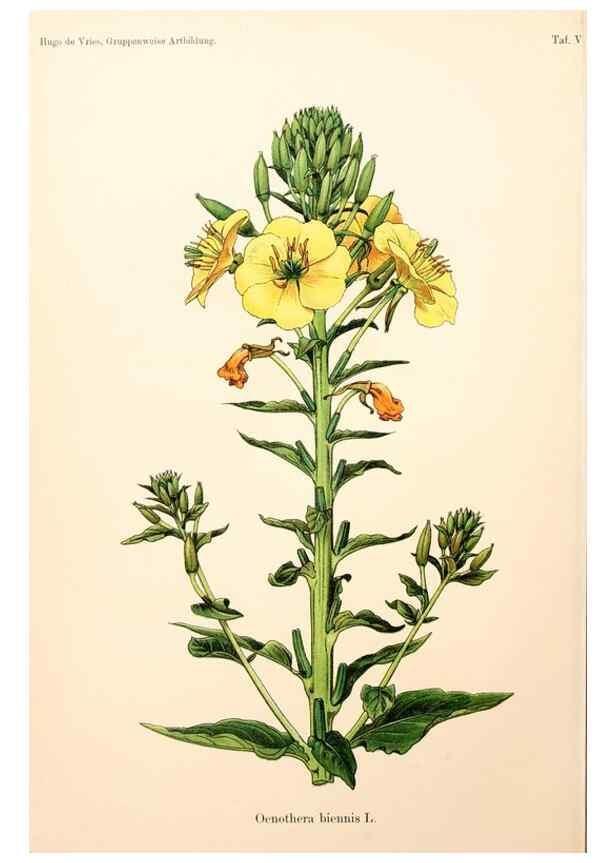 Reproducción/Reproduction 7164911812: Gruppenweise artbildung unter spezieller berücksichtigung der gattung Oenothera,. Berlin,Gebrüder Borntraeger,1913.
