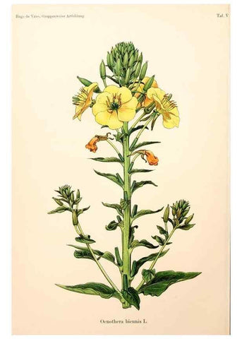 Reproducción/Reproduction 7164911812: Gruppenweise artbildung unter spezieller berücksichtigung der gattung Oenothera,. Berlin,Gebrüder Borntraeger,1913.