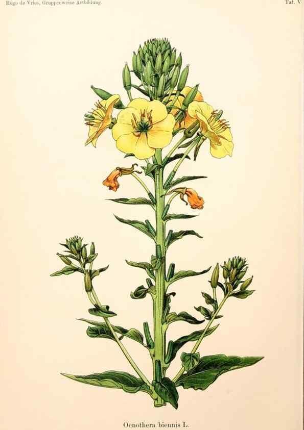 Reproducción/Reproduction 7164911812: Gruppenweise artbildung unter spezieller berücksichtigung der gattung Oenothera,. Berlin,Gebrüder Borntraeger,1913.