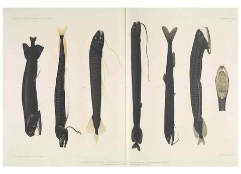 Reproducción/Reproduction 7164309024: Poissons provenant des campagnes du yacht Princesse-Alice (1901-1910). Monaco,1911.