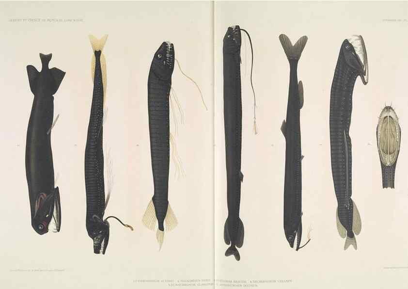 Reproducción/Reproduction 7164309024: Poissons provenant des campagnes du yacht Princesse-Alice (1901-1910). Monaco,1911.