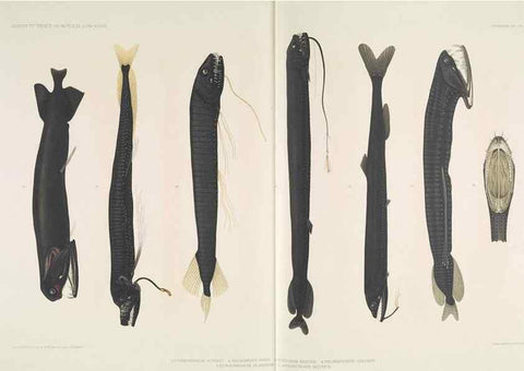 Reproducción/Reproduction 7164309024: Poissons provenant des campagnes du yacht Princesse-Alice (1901-1910). Monaco,1911.