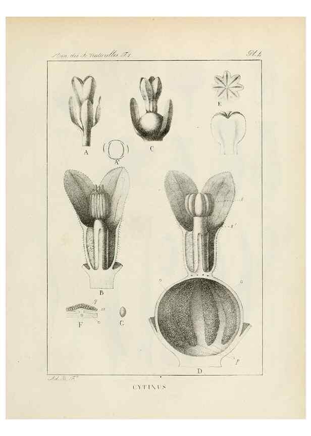 Reproducción/Reproduction 7165102642: Annales des sciences naturelles :. Paris :Crochard