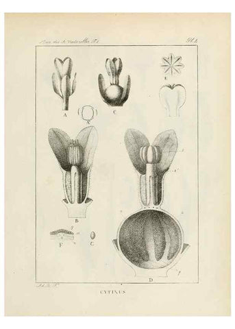 Reproducción/Reproduction 7165102642: Annales des sciences naturelles :. Paris :Crochard