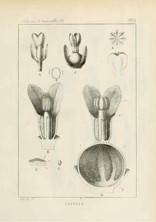 Reproducción/Reproduction 7165102642: Annales des sciences naturelles :. Paris :Crochard