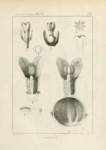 Reproducción/Reproduction 7165102642: Annales des sciences naturelles :. Paris :Crochard