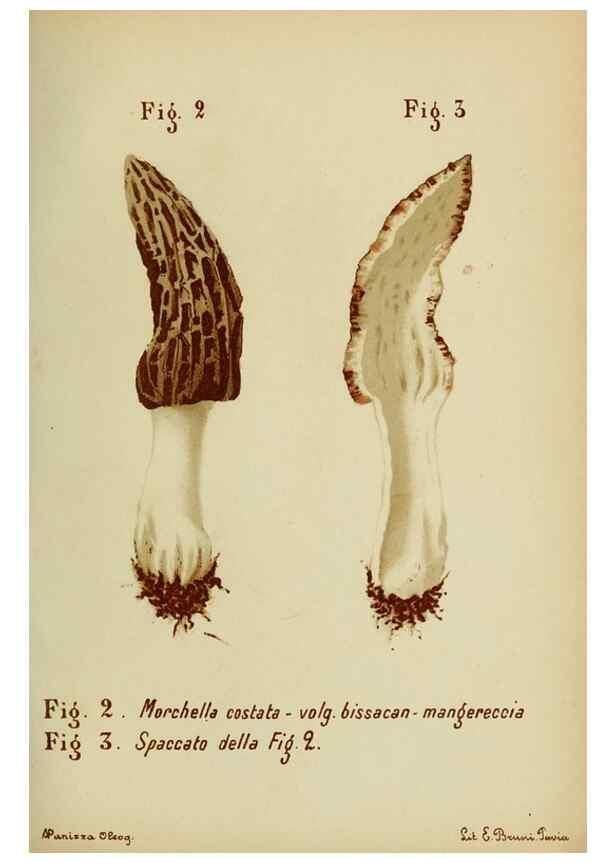 Reproducción/Reproduction 7132407611: Trattatello popolare sui funghi /. Pavia :premiata tipografia fratelli Fusi,1887
