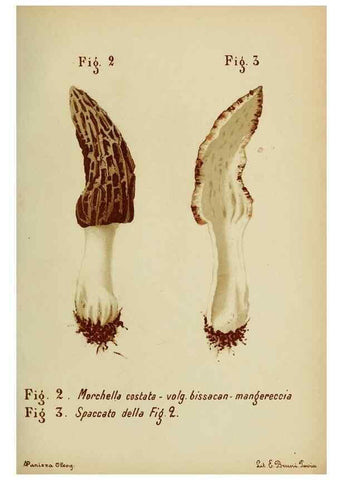 Reproducción/Reproduction 7132407611: Trattatello popolare sui funghi /. Pavia :premiata tipografia fratelli Fusi,1887