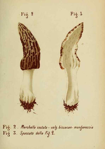 Reproducción/Reproduction 7132407611: Trattatello popolare sui funghi /. Pavia :premiata tipografia fratelli Fusi,1887