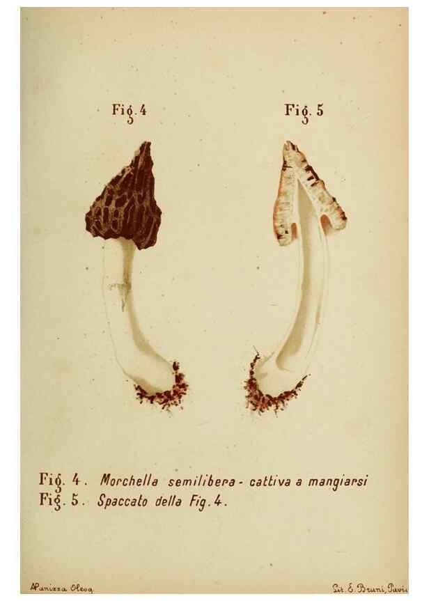 Reproducción/Reproduction 6986324208: Trattatello popolare sui funghi /. Pavia :premiata tipografia fratelli Fusi,1887