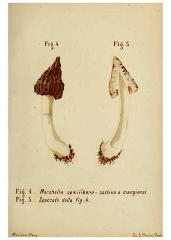 Reproducción/Reproduction 6986324208: Trattatello popolare sui funghi /. Pavia :premiata tipografia fratelli Fusi,1887