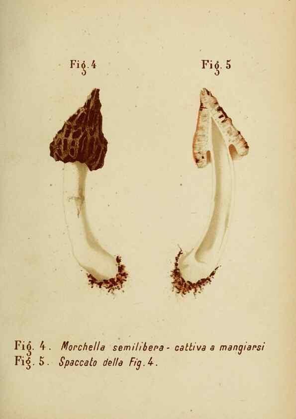 Reproducción/Reproduction 6986324208: Trattatello popolare sui funghi /. Pavia :premiata tipografia fratelli Fusi,1887