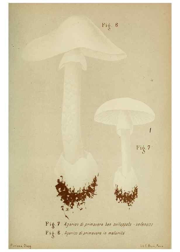 Reproducción/Reproduction 6986324930: Trattatello popolare sui funghi /. Pavia :premiata tipografia fratelli Fusi,1887