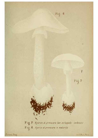 Reproducción/Reproduction 6986324930: Trattatello popolare sui funghi /. Pavia :premiata tipografia fratelli Fusi,1887