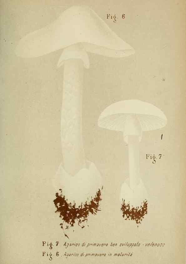 Reproducción/Reproduction 6986324930: Trattatello popolare sui funghi /. Pavia :premiata tipografia fratelli Fusi,1887