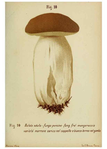 Reproducción/Reproduction 6986326252: Trattatello popolare sui funghi /. Pavia :premiata tipografia fratelli Fusi,1887