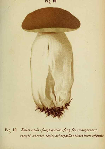 Reproducción/Reproduction 6986326252: Trattatello popolare sui funghi /. Pavia :premiata tipografia fratelli Fusi,1887