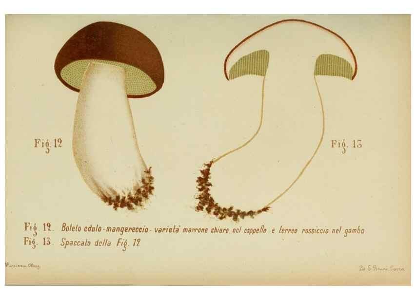 Reproducción/Reproduction 6986327892: Trattatello popolare sui funghi /. Pavia :premiata tipografia fratelli Fusi,1887