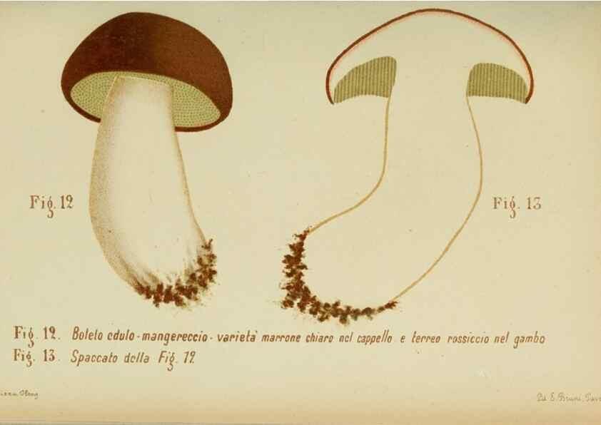 Reproducción/Reproduction 6986327892: Trattatello popolare sui funghi /. Pavia :premiata tipografia fratelli Fusi,1887