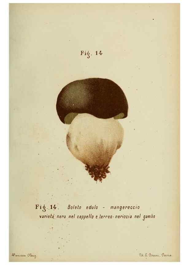 Reproducción/Reproduction 7132412787: Trattatello popolare sui funghi /. Pavia :premiata tipografia fratelli Fusi,1887