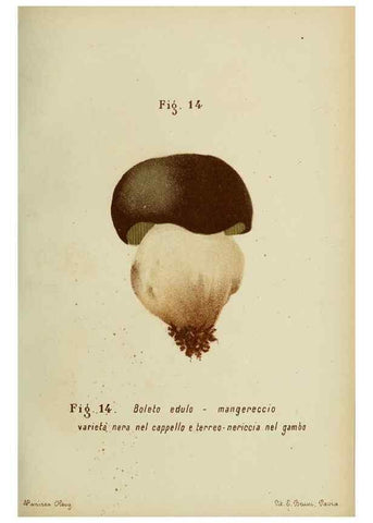 Reproducción/Reproduction 7132412787: Trattatello popolare sui funghi /. Pavia :premiata tipografia fratelli Fusi,1887