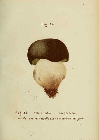 Reproducción/Reproduction 7132412787: Trattatello popolare sui funghi /. Pavia :premiata tipografia fratelli Fusi,1887