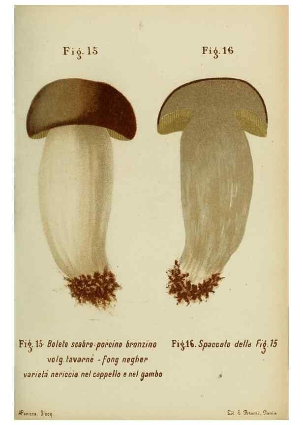 Reproducción/Reproduction 6986329394: Trattatello popolare sui funghi /. Pavia :premiata tipografia fratelli Fusi,1887
