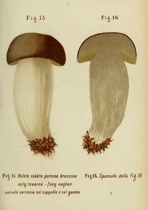 Reproducción/Reproduction 6986329394: Trattatello popolare sui funghi /. Pavia :premiata tipografia fratelli Fusi,1887