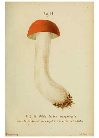 Reproducción/Reproduction 7132414443: Trattatello popolare sui funghi /. Pavia :premiata tipografia fratelli Fusi,1887