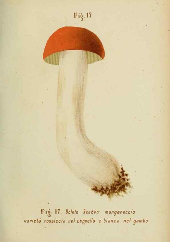 Reproducción/Reproduction 7132414443: Trattatello popolare sui funghi /. Pavia :premiata tipografia fratelli Fusi,1887