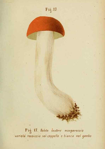 Reproducción/Reproduction 7132414443: Trattatello popolare sui funghi /. Pavia :premiata tipografia fratelli Fusi,1887