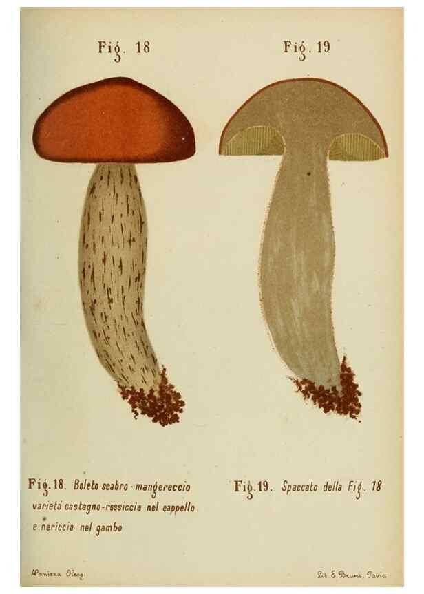 Reproducción/Reproduction 7132415133: Trattatello popolare sui funghi /. Pavia :premiata tipografia fratelli Fusi,1887