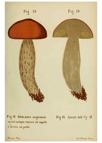 Reproducción/Reproduction 7132415133: Trattatello popolare sui funghi /. Pavia :premiata tipografia fratelli Fusi,1887