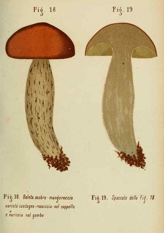 Reproducción/Reproduction 7132415133: Trattatello popolare sui funghi /. Pavia :premiata tipografia fratelli Fusi,1887