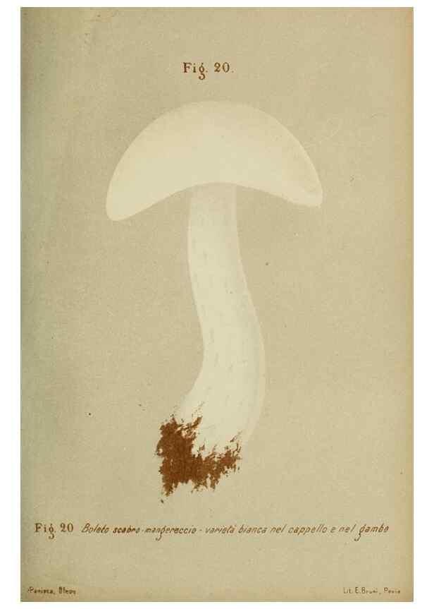 Reproducción/Reproduction 6986331662: Trattatello popolare sui funghi /. Pavia :premiata tipografia fratelli Fusi,1887