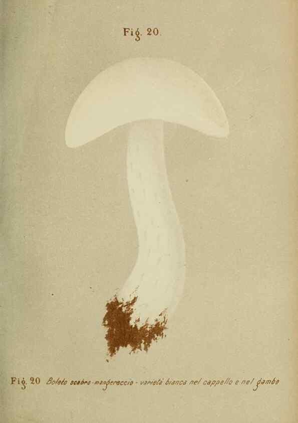 Reproducción/Reproduction 6986331662: Trattatello popolare sui funghi /. Pavia :premiata tipografia fratelli Fusi,1887