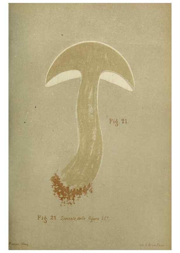 Reproducción/Reproduction 7132417307: Trattatello popolare sui funghi /. Pavia :premiata tipografia fratelli Fusi,1887