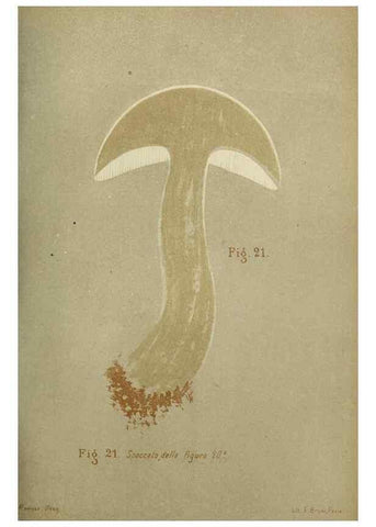 Reproducción/Reproduction 7132417307: Trattatello popolare sui funghi /. Pavia :premiata tipografia fratelli Fusi,1887