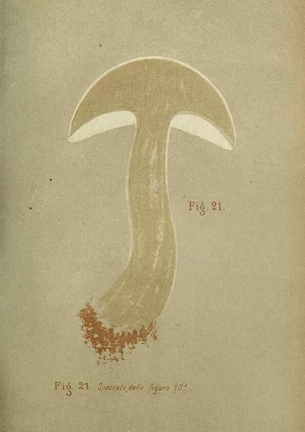 Reproducción/Reproduction 7132417307: Trattatello popolare sui funghi /. Pavia :premiata tipografia fratelli Fusi,1887