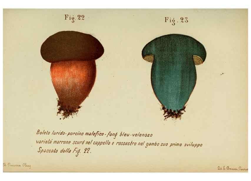 Reproducción/Reproduction 6986333750: Trattatello popolare sui funghi /. Pavia :premiata tipografia fratelli Fusi,1887