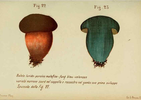 Reproducción/Reproduction 6986333750: Trattatello popolare sui funghi /. Pavia :premiata tipografia fratelli Fusi,1887