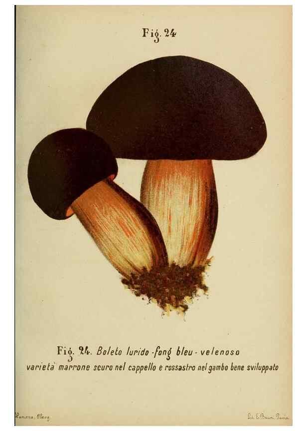 Reproducción/Reproduction 6986334622: Trattatello popolare sui funghi /. Pavia :premiata tipografia fratelli Fusi,1887