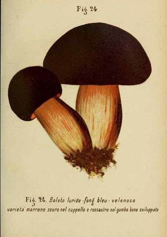 Reproducción/Reproduction 6986334622: Trattatello popolare sui funghi /. Pavia :premiata tipografia fratelli Fusi,1887
