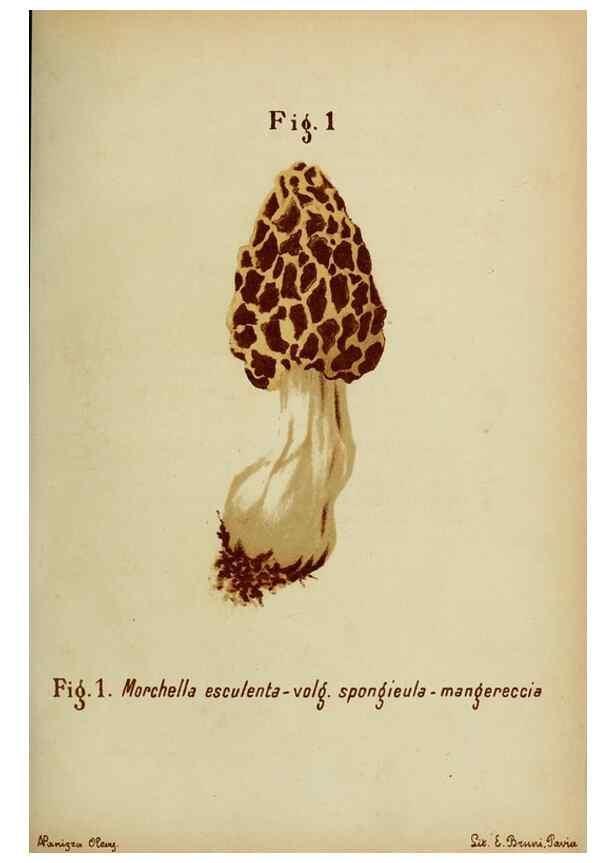 Reproducción/Reproduction 6986322626: Trattatello popolare sui funghi /. Pavia :premiata tipografia fratelli Fusi,1887