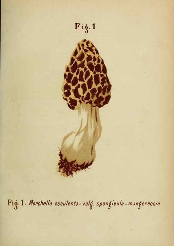 Reproducción/Reproduction 6986322626: Trattatello popolare sui funghi /. Pavia :premiata tipografia fratelli Fusi,1887