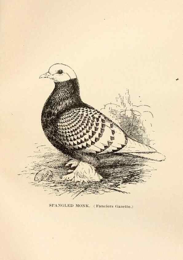 Reproducción/Reproduction 6986083432: Pigeons and all about them.. Boston,C.E. Twombly[c1898]